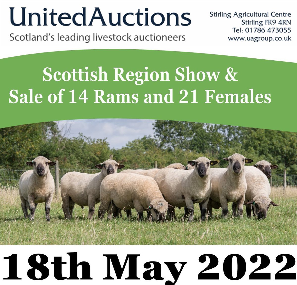 HampsSheep's tweet photo. Good sale today at Stirling with a top of 900gns twice for shearling rams, 700gns ram lambs, 620gns twice for shearling ewes and 600gns for ewe lambs #shapingupnicely Report to follow https://t.co/2pjGL2097r