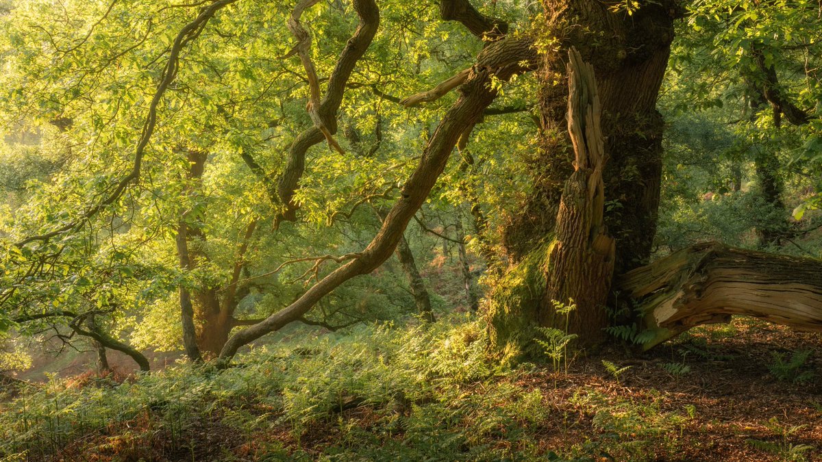 Spring in the ancient woodland and some lovely morning light. Probably my favourite tree in this location when the sky is blue and the sun is shining.