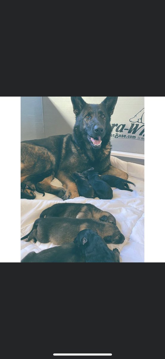 2Langer's tweet photo. Our sweet purebred German Shepherd welcomed 9 little ones into the world a few days ago. DM @nelkeboek or I if your interested.  Retweets appreciated https://t.co/Wh2AVgUFRB