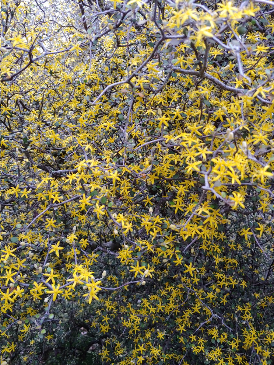 tpjmax's tweet photo. 10 mai
No. 130
golden stars delight
crooked branches twist and turn
a night sky garden
#haikuchallenge22
#corokia https://t.co/JnBCqgBUat