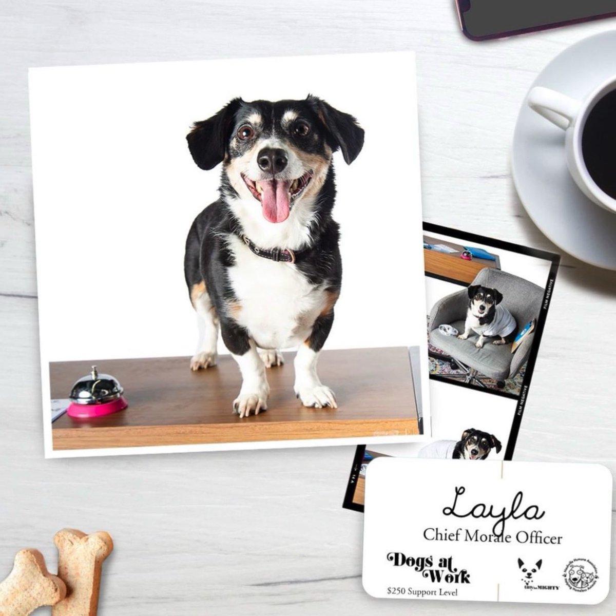 Dogs At Work: Meet Layla! 

As the Chief Morale Officer at <a href="/MoxiePrint/">Kristen</a>, little Layla takes her job seriously! 

Just 10 days left to reach our collective fundraising goal of $15,000 for <a href="/nashvillehumane/">Nashville Humane</a>.

👉 Donate at tinybutmightyfund.com or here: classy.org/campaign/2022-…