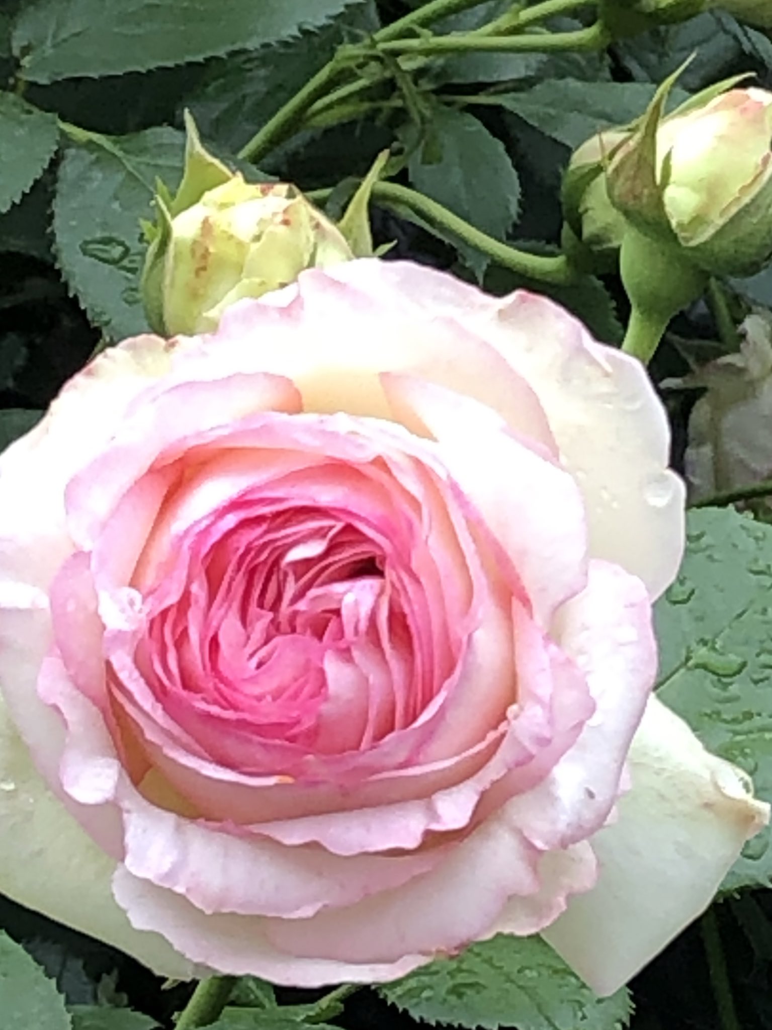 Matthias Meilland Meilland Roses Twitter