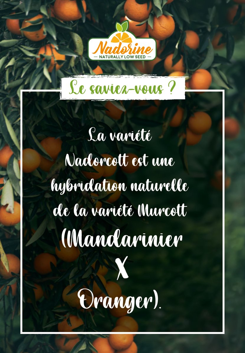 NadorcottOf's tweet photo. Le saviez-vous ?
La variété Nadorcott est une hybridation naturelle de la variété Murcott (mandarinier x Oranger).
#APNM #Nadorine #LowSeed #Nadorcott
--
Did you know ?
The Nadorcott variety is a natural hybridization of the Murcott variety (mandarin tree x orange tree). https://t.co/s4wkC7Wpg6