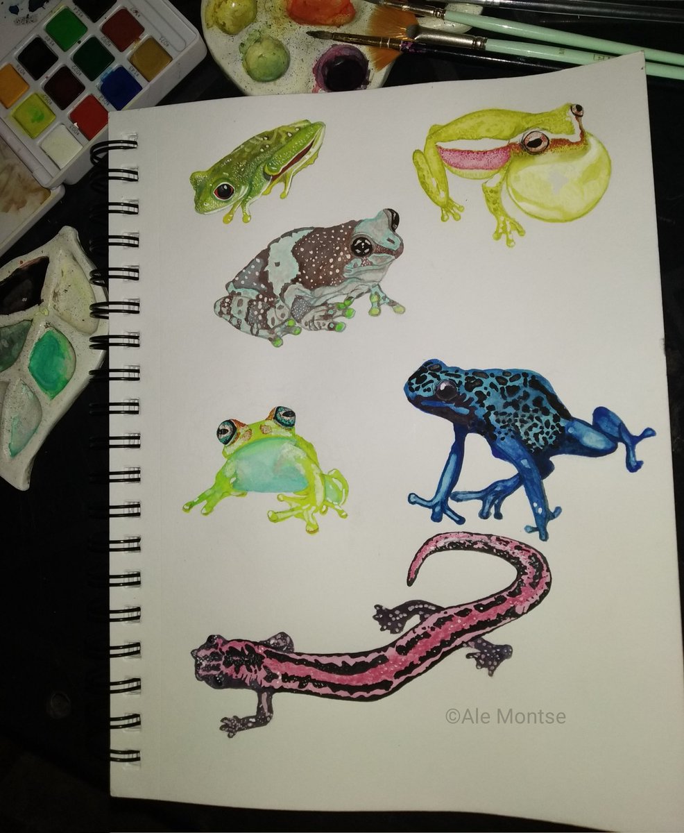 AleMontse_'s tweet photo. Anfibios acuarelables🐸🎨🖌️
#acuarelassobrepapel #ilustraciónnaturalista #ilustracionanfibios #anfibios #ranas #salamandras https://t.co/BPFQclEc6H