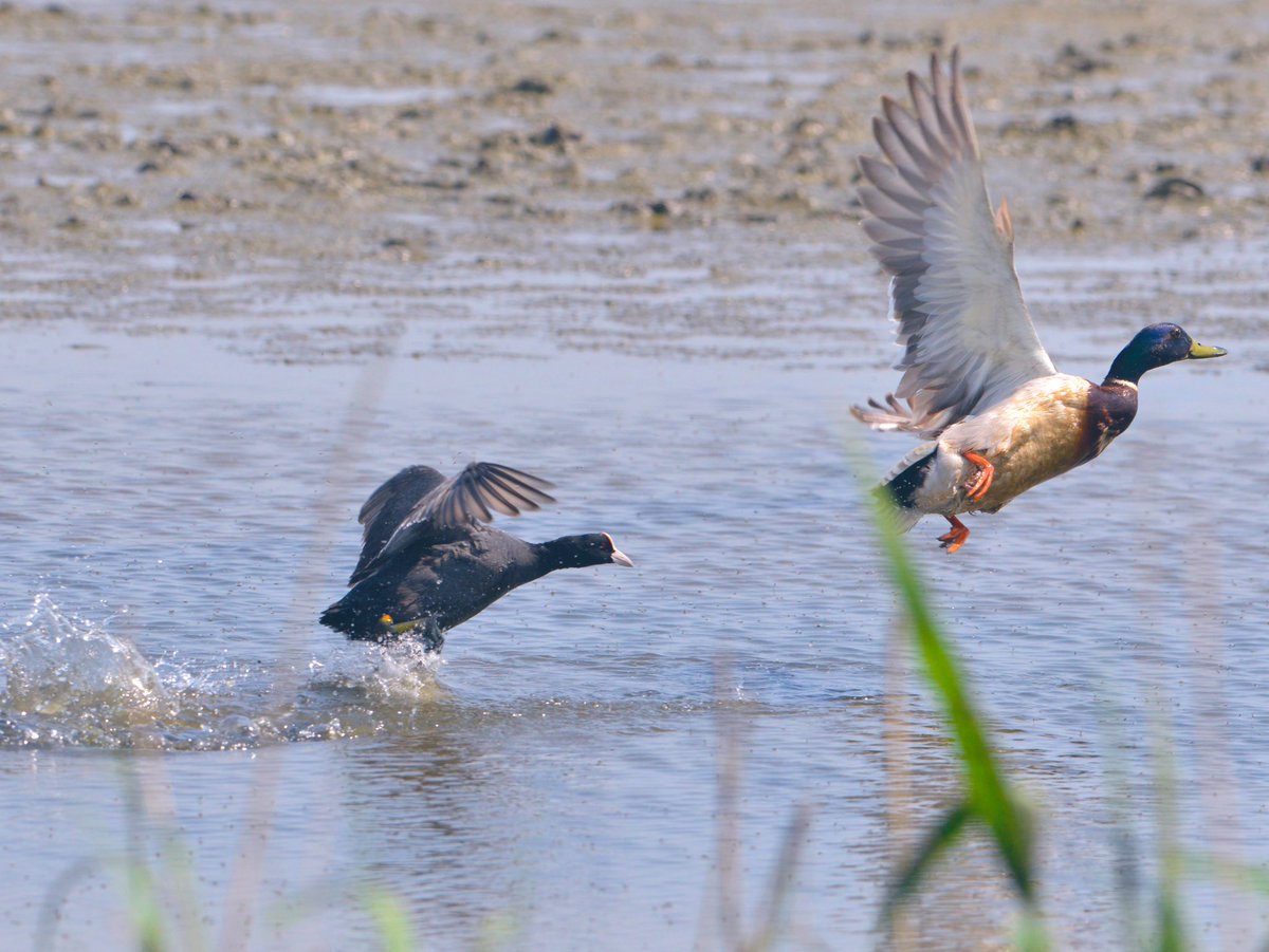GerhardKornelis's tweet photo. De #Lauwersmeerkoet staat bekend om het fel (lees) agressief verdedigen van haar ‘territorium’. Dat weet deze #woerd nu ook.. https://t.co/RTFRsttrQ1