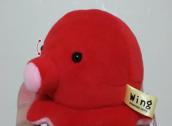 タコに教えられた瞳のカタチ👀 