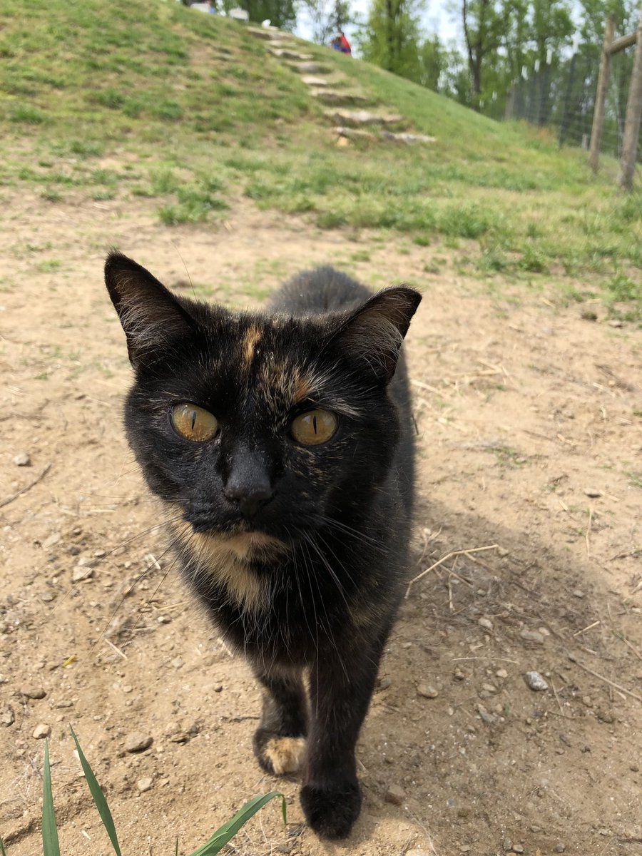 FaintingGoatGA's tweet photo. Vineyard cats are the best kind! #cats #vineyardcat #vineyardlife #faintinggoatvineyards #meow #northgeorgiamountains #wineandcats https://t.co/OltwsOWx4j