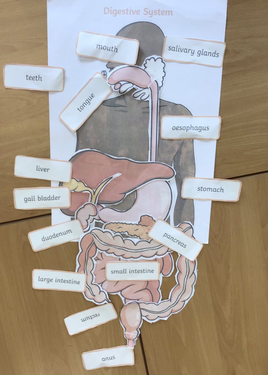 SacredY4's tweet photo. We have been learning about nutrition and how our bodies are fuelled. We learnt about the digestive system and the functions of each of the parts. #SH7Science https://t.co/fhA1TEmr1w