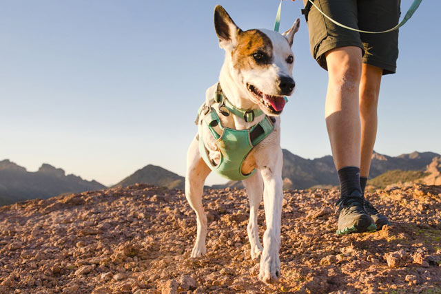 Tripawds's tweet photo. Seen the pawesome new support gear by Ruffwear โ Remmy loves hers! All new colors for the #Flagline & #SwampCooler, a brand NEW Swamp Cooler Harness too! Visit the #Tripawds Gear Shop & help the Tripawds Nation stay online with your purchases.
๐พ๐
https://t.co/eMzPBYTEo6 https://t.co/IQXDgl5xXE