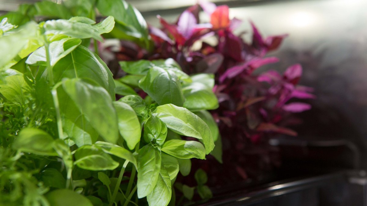 evogro's tweet photo. Because you have living plants growing in your premises, you can harvest them seconds before serving โ you cannot get fresher! We can select plant varieties to maximise flavour not shelf-life. #futuristicfood right in your kitchen #freshcrops #seedtoservice #fullofflavour https://t.co/Z4nZcy3yvg