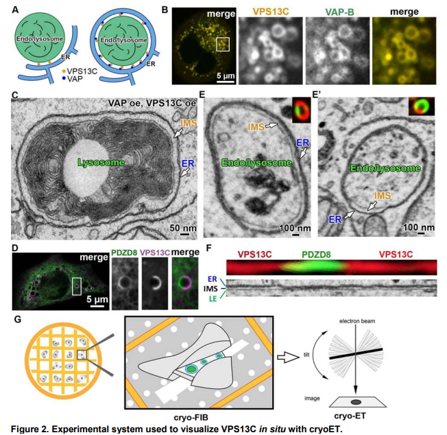 Check out this <a href="/biorxivpreprint/">bioRxiv</a> studying the VPS13C protein at ER-lysosomes membrane contacts. #OpenScience from Team De Camilli! biorxiv.org/content/10.110…