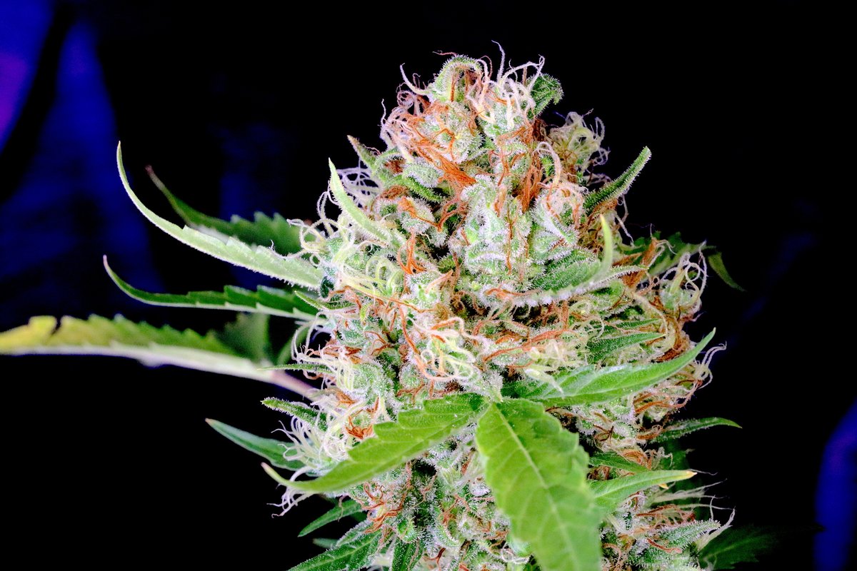 sweetseeds_es's tweet photo. ¿Dices que te gustan las gominolas? entonces ya sabemos cuál será tu variedad preferida:
🍬Crystal Candy Auto®️ (SWS61)🍭
👉 https://t.co/AhWRW8pif0
¿Prefieres una bolsa de gominolas o una bolsa de #cogollos de Crystal Candy Auto®️?
#sweetseedsoficial #crystalcandy #marihuana https://t.co/10bn0LQbSJ