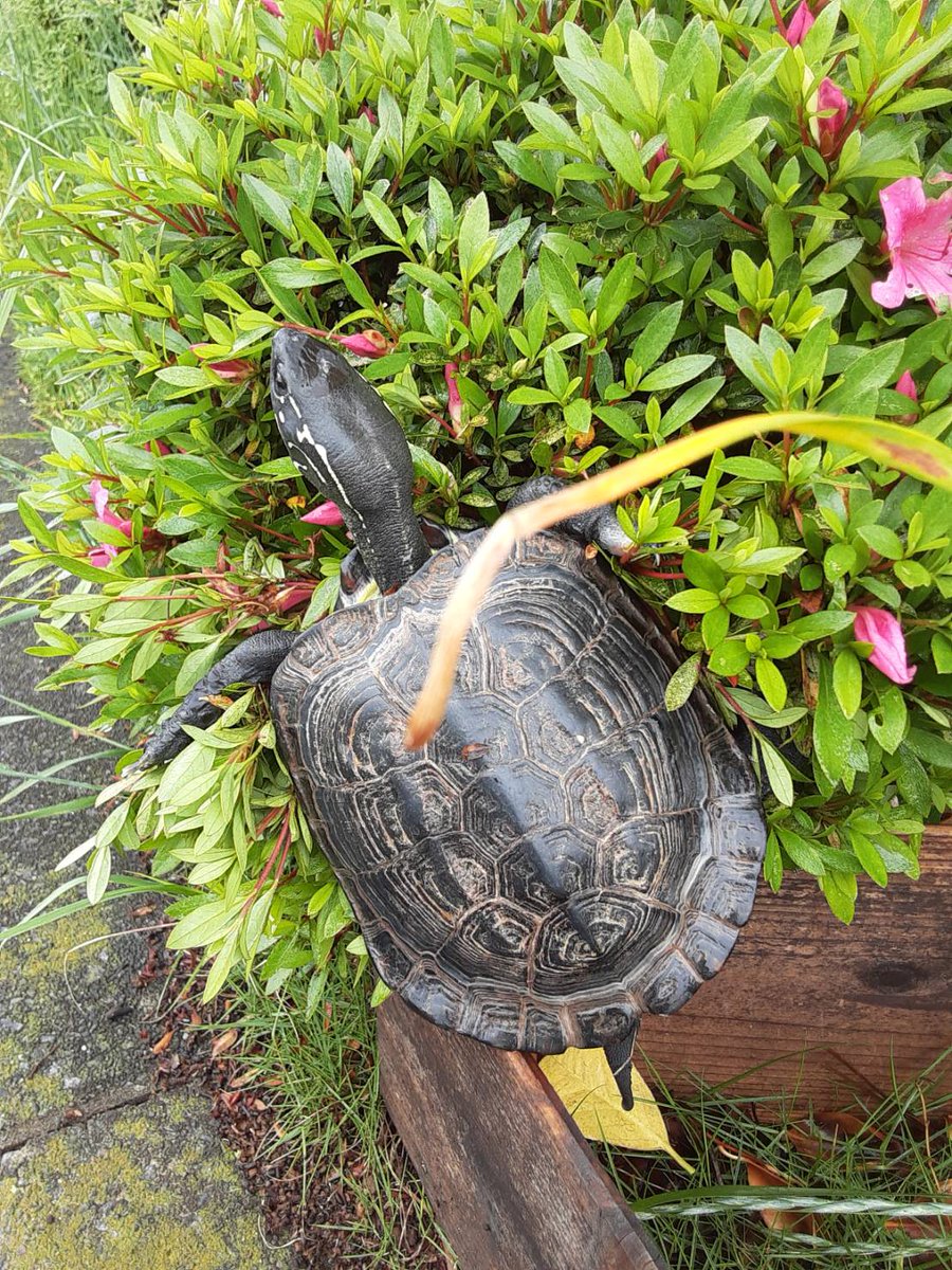 亀担当です 二ヶ領せせらぎ館横の特設散歩エリアを脱走するカメさんが