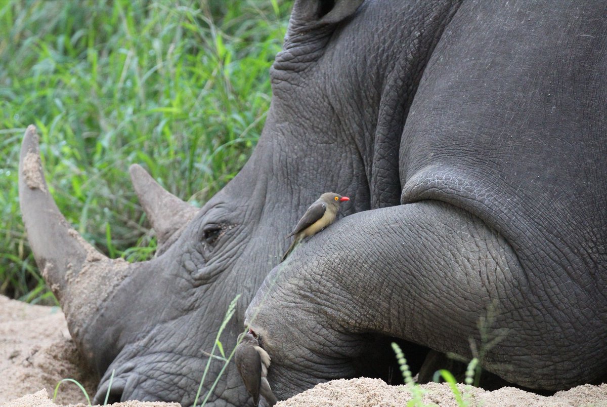 wildtomorrow's tweet photo. Since the start of 2022, it has been reported that 108 rhinos have already been poached in our region of KwaZulu-Natal. Read more at https://t.co/pBLobNfTu6 https://t.co/oFsC53NGWh