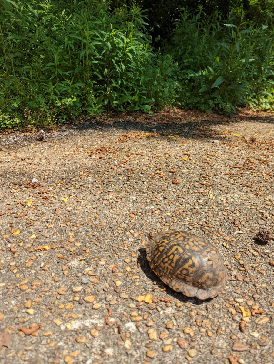 VLMuseum's tweet photo. One of the best ways to be a good turtle neighbor this time of year is by helping them get across roads. Check that the roadway is safe for you before helping the turtle. Handle with care and make sure to move the turtle in the direction it is going! #valivingmuseum https://t.co/LfqmpBYTao