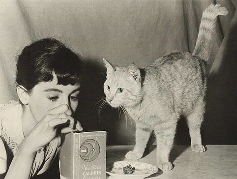sim_barr's tweet photo. #Orangey was also known for #Mouschi, in #TheDiaryofAnneFrank, as well as #TV roles like Rusty, on The #BeverlyHillbillies, the cat in #Batman (alongside #EarthaKitt as #Catwoman) + #Minerva on #OurMissBrooks! 🐈🐈
#RememberLegends #orangeythecat #cat #cats #orangecat #patsy https://t.co/uhKAgypQ79