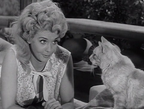 sim_barr's tweet photo. #Orangey was also known for #Mouschi, in #TheDiaryofAnneFrank, as well as #TV roles like Rusty, on The #BeverlyHillbillies, the cat in #Batman (alongside #EarthaKitt as #Catwoman) + #Minerva on #OurMissBrooks! 🐈🐈
#RememberLegends #orangeythecat #cat #cats #orangecat #patsy https://t.co/uhKAgypQ79
