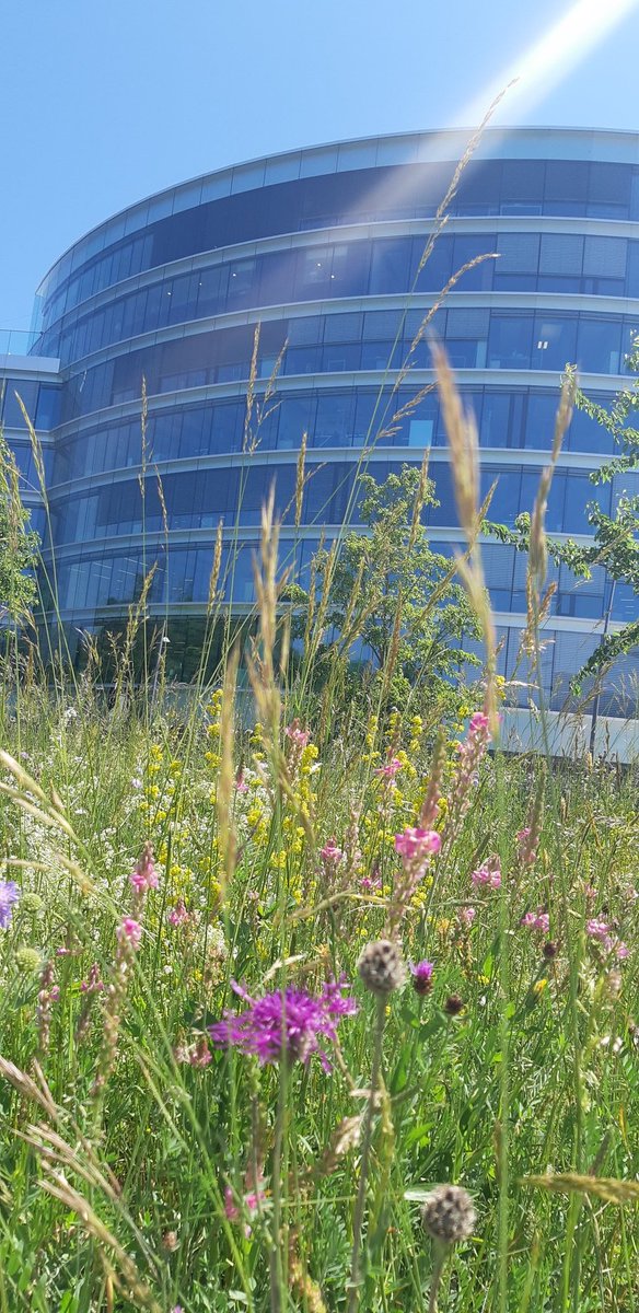 Kristiann_NZ's tweet photo. @GESDAglobal sci dip week, today at gorgeous @IHEID. So refreshing to see #InternationalGeneva foster pollinators (literal and metaphorical) at centre of global governance. #MeadowsNotMowing ! #ScienceDiplomacy @margagual @INGSciAdvice @ISC https://t.co/cbxpJXiOWk
