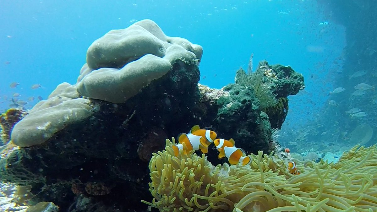 rosieinthewild's tweet photo. Raja Ampat ✨🤿🐠 Located in the heart of the Coral Triangle, Raja Ampat is home to some of the world’s most pristine and biodiverse reefs.

Previously unknown marine species are discovered there regularly. It is a true #bucketlist destination.

Join us ✈️ https://t.co/G6F5QYzRTg https://t.co/ZigIlvIiWY