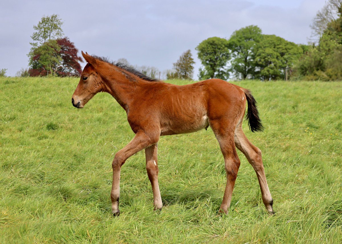 CompasStallions's tweet photo. #GalileoChrome 🏇💪

“We are delighted to have this smashing Galileo Chrome colt on the ground x Bees Please. The mare has produced some great stock, but this is the best of the lot - a big, strong, well balanced type, full of scope”. @RobDownesIre 

#ClassicDating 💛

📸@A_Lynam https://t.co/DdrQDhRac5