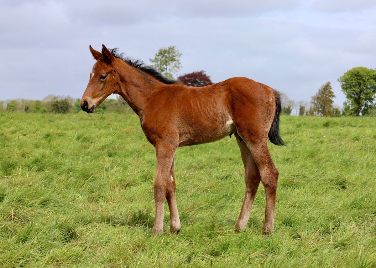 #GalileoChrome 🏇💪

“We are delighted to have this smashing Galileo Chrome colt on the ground x Bees Please. The mare has produced some great stock, but this is the best of the lot - a big, strong, well balanced type, full of scope”. <a href="/RobDownesIre/">Rob Downes</a> 

#ClassicDating 💛

📸<a href="/A_Lynam/">Amy Lynam</a>