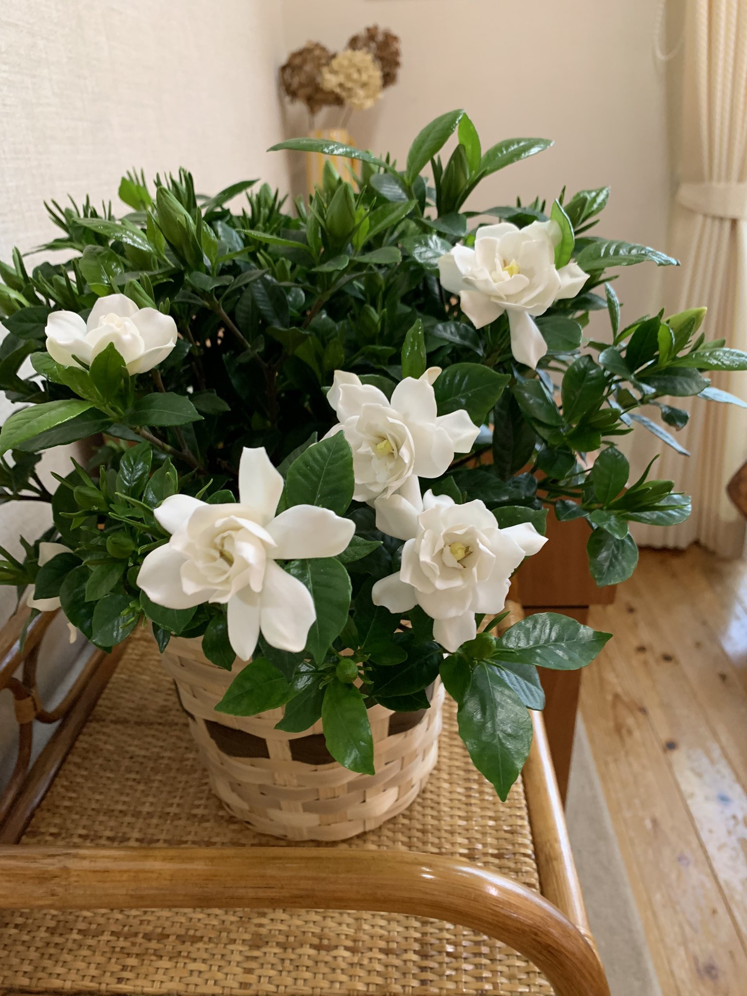 読書とカメラが好きたかひろ 母の日に妻に送った鉢植えつぼみばかりでしたがようやく開花しました コレ何だっけな クチナシです 母の日 T Co Wsq0qasr29 Twitter