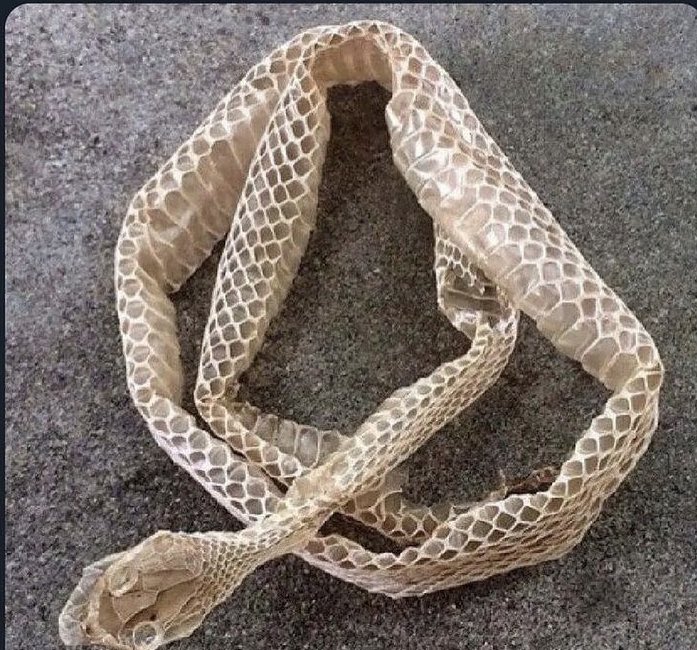 vasilissa_Arzu's tweet photo. Kıyafetini arabada unutmuşsun canım 😂🤭🐍
#KeyfimYerinde 💃💃💃 https://t.co/ULVLDr9yo8