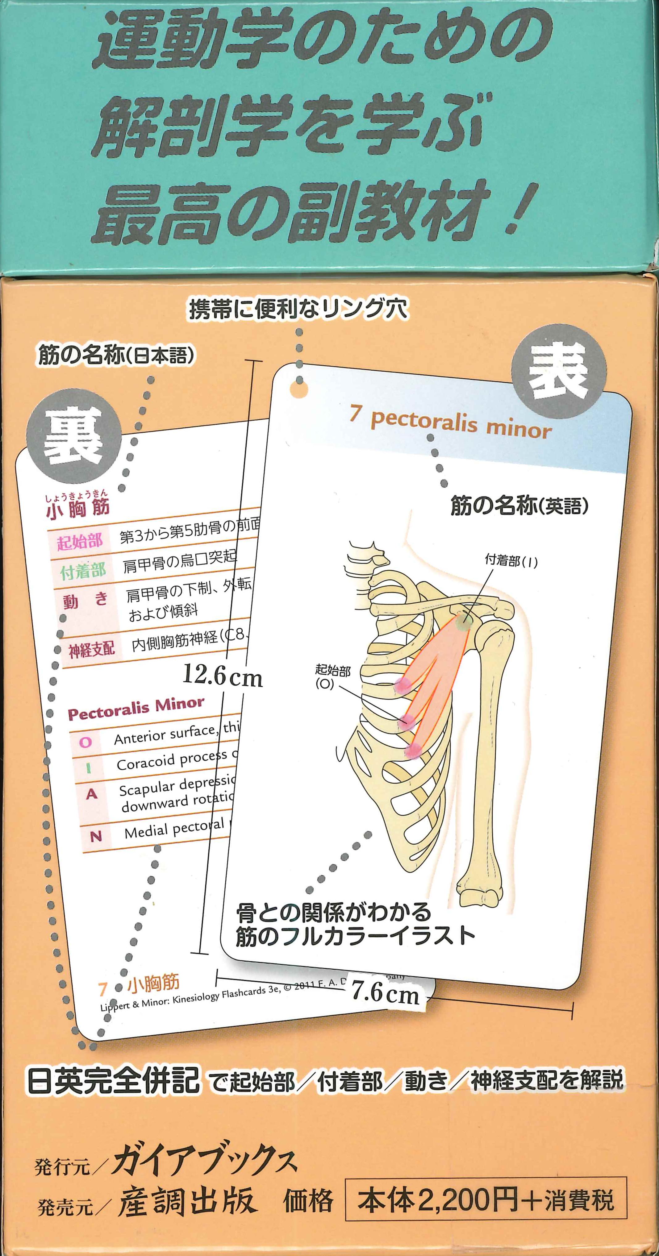 ガイアブックス 好評発売中 キネシオロジーフラッシュカード 運動学の習得に欠かせない 筋の名称 起始部 付着部 動き 神経支配を 覚えるための暗記カード 日英完全併記なので英語名も学べます T Co Tkionpgwdu T Co