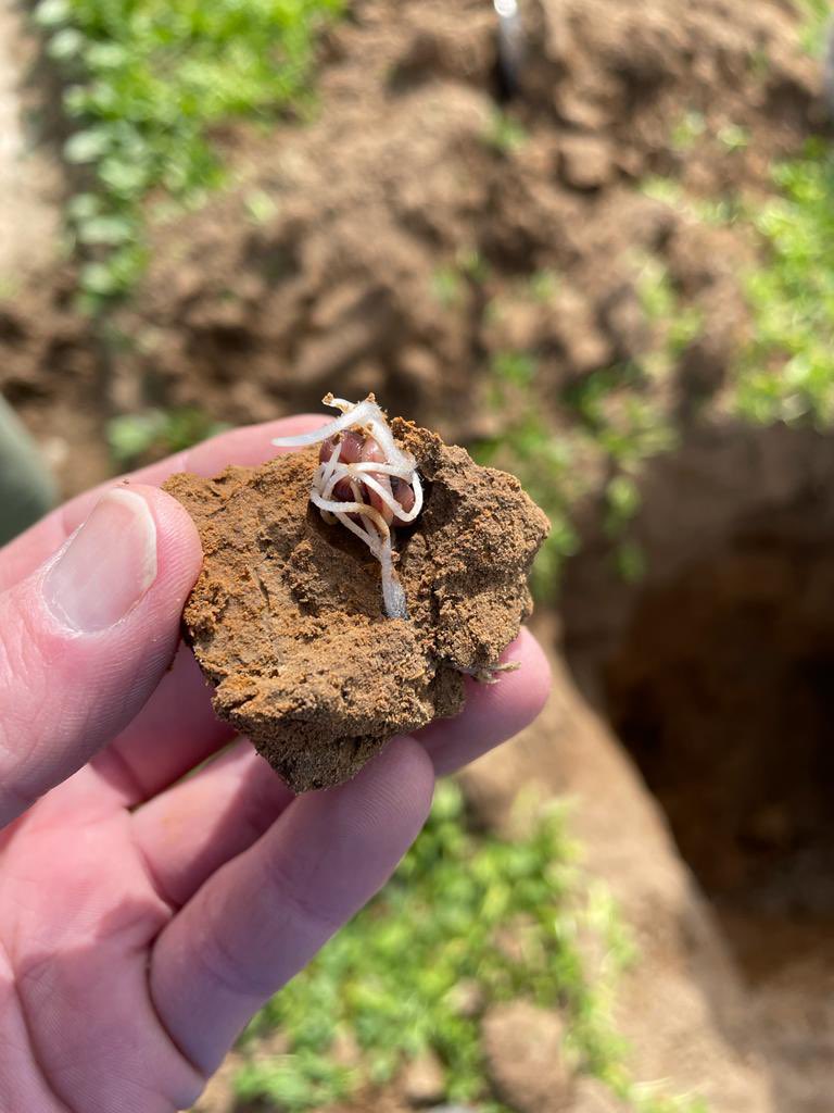 Worm &amp; roots in total harmony… soils may be dry, but nature is working together #soilhealth #biodiversity #sustainable #sustainablefarming #earthworms
