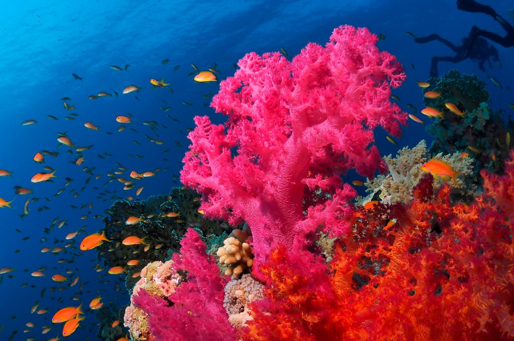andreeaenchina's tweet photo. A quién le gusta bucear en lugares exóticos? 🐙🐠 Un destino curioso que os traigo hoy de la mano de @anaenegipto_av es el PN Ras Mohammed, en Egipto🇪🇬. Con unas vistas preciosas y una vida marina espectacular, de otro mundo...
#descubreelmundoconAvge #Egipto https://t.co/p2RIOvRqmc
