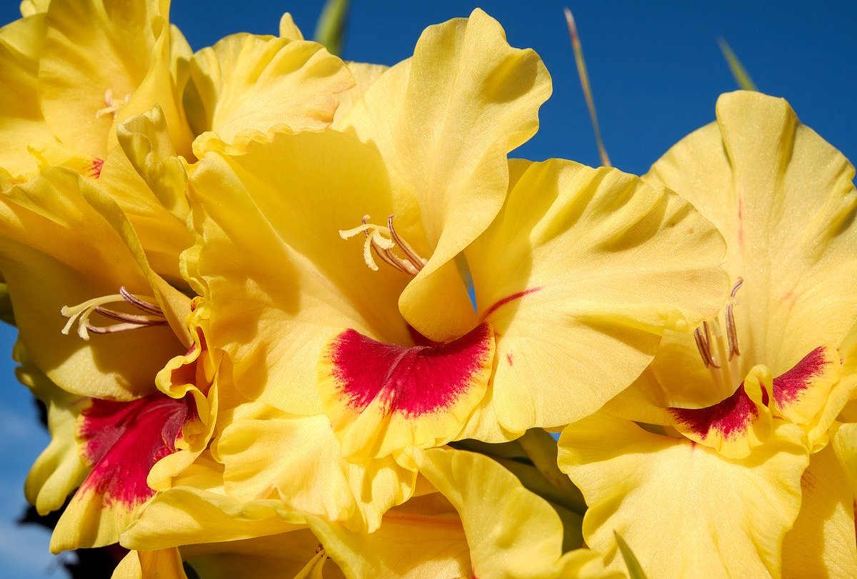 sweetstickyrain's tweet photo. Random Beauty: Beautiful Flowers
https://t.co/qpcrsAtn90
#RandomBeauty
#BeautifulFlowers
#FlowerBreak
#FantasticFlowers
Beautiful Blooms https://t.co/nc7wx9X40m
