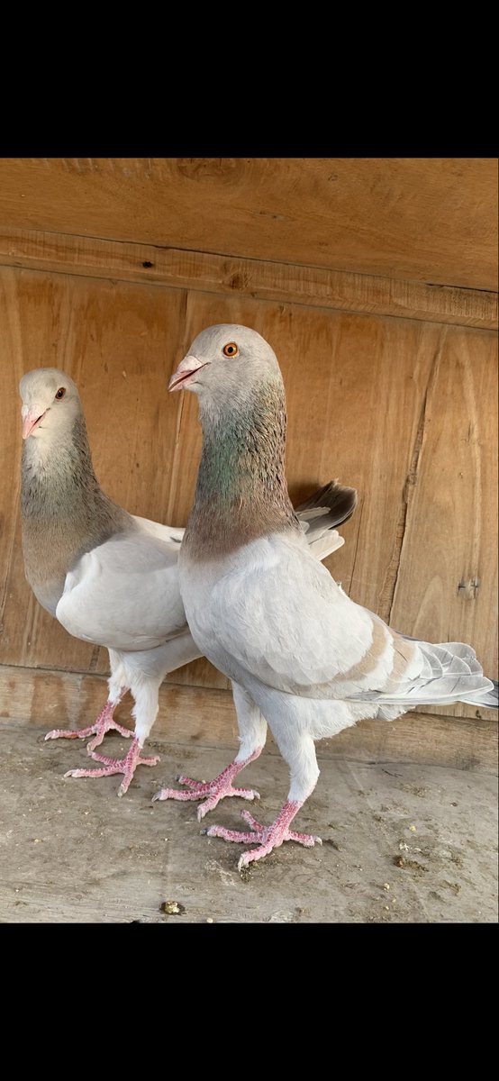 SammanFarm's tweet image. الموقع / الرياض - السلي
زوجين طيور سورية ريحانيات
الحجم ماشاء الله سوبر جامبو
منتجات على الشرط
السوم على العام للصامل مع اضافة رقم جوال
الشرط سرعة الاستلام
يوجد فديوا على الواتساب
يوجد توصيل بمعرفتي وعلى حساب المشتري