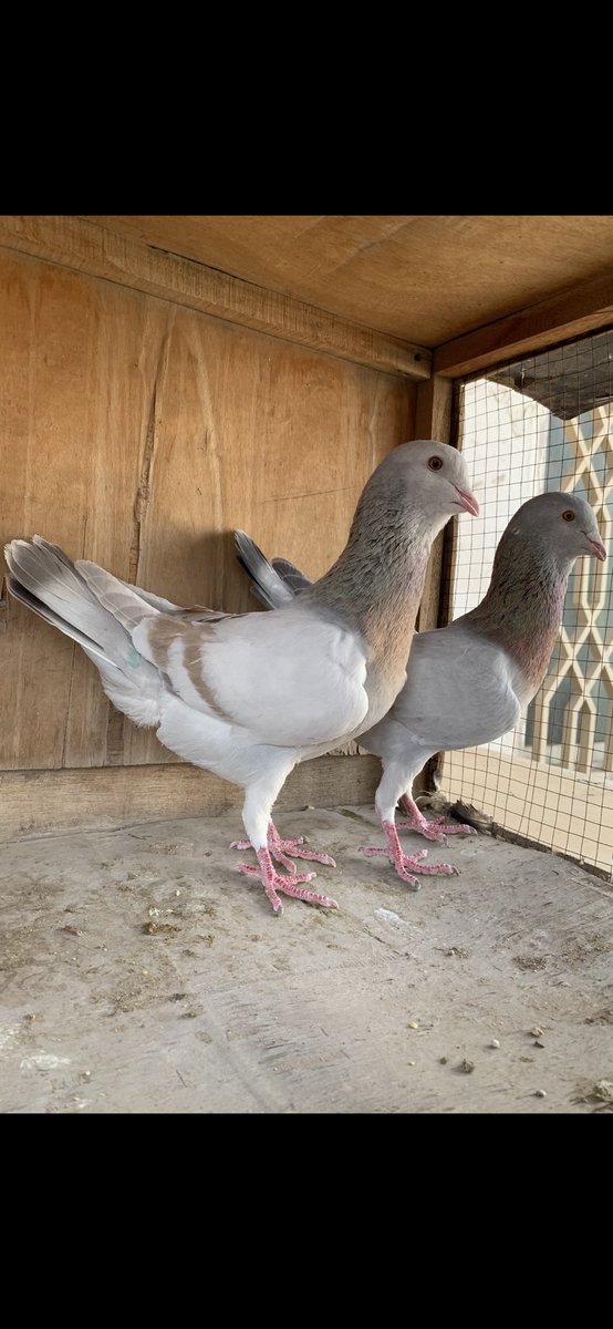 SammanFarm's tweet image. الموقع / الرياض - السلي
زوجين طيور سورية ريحانيات
الحجم ماشاء الله سوبر جامبو
منتجات على الشرط
السوم على العام للصامل مع اضافة رقم جوال
الشرط سرعة الاستلام
يوجد فديوا على الواتساب
يوجد توصيل بمعرفتي وعلى حساب المشتري