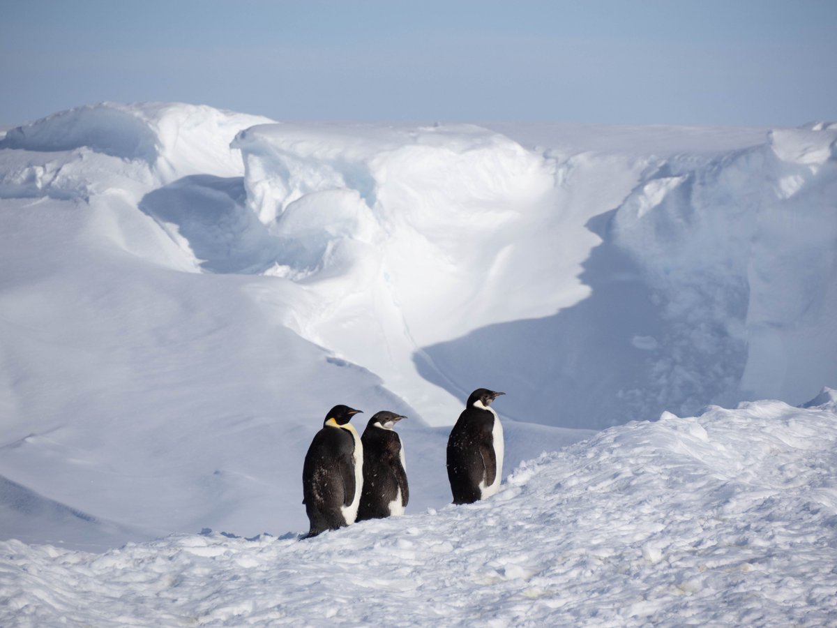 PolarFoundation's tweet image. Don’t miss the chance to meet #Polarscientists! A Polar-based photography exhibition ‘Nocturnes on Ice&apos;, organized by IPF, @APECSbelgium and @RBINSmuseum, is opening TOMORROW at 5 pm at the museum! IPF staff who have contributed some photos will be there! bit.ly/3wzMp83