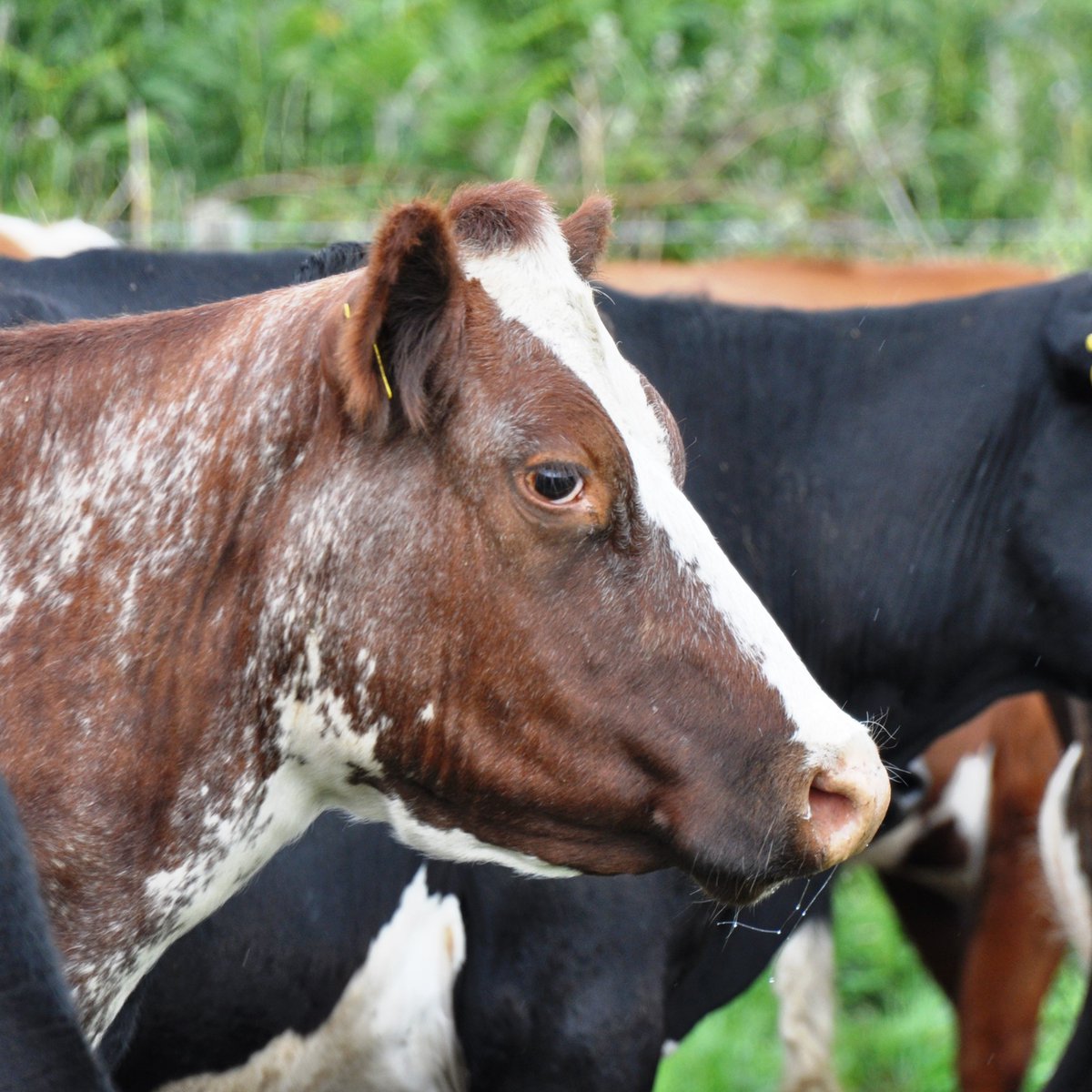 KingshayFarming's tweet photo. Time to review the last financial year - how do your costs compare? Our Profit Manager service provides analysis of your herd's profitability & costs of production. Enquire today
📞 01458 851555
📧 dairy.manager@kingshay.co.uk
#teamdairy #profitmanager #farminguk https://t.co/sNbIdAC94W
