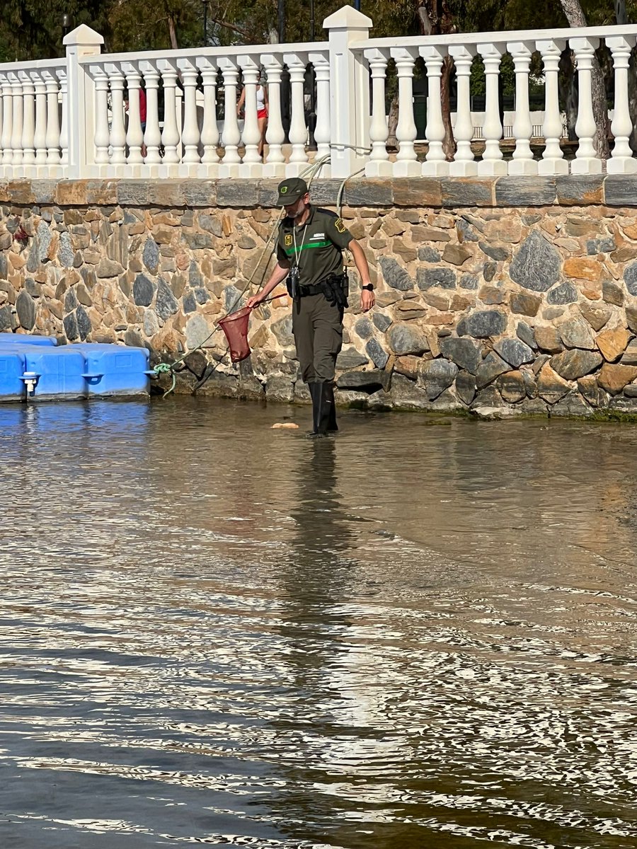 psoesanjavier's tweet photo. Los vecinos del #MarMenor no se merecen un Gobierno Regional que no evita la muerte de peces por contaminación.
#SanJavier no se merece un alcalde que defiende a ese Gobierno Regional
Fotos PSOE de San Javier en #SantiagoddelaRibera hoy https://t.co/RtTFZpIexs