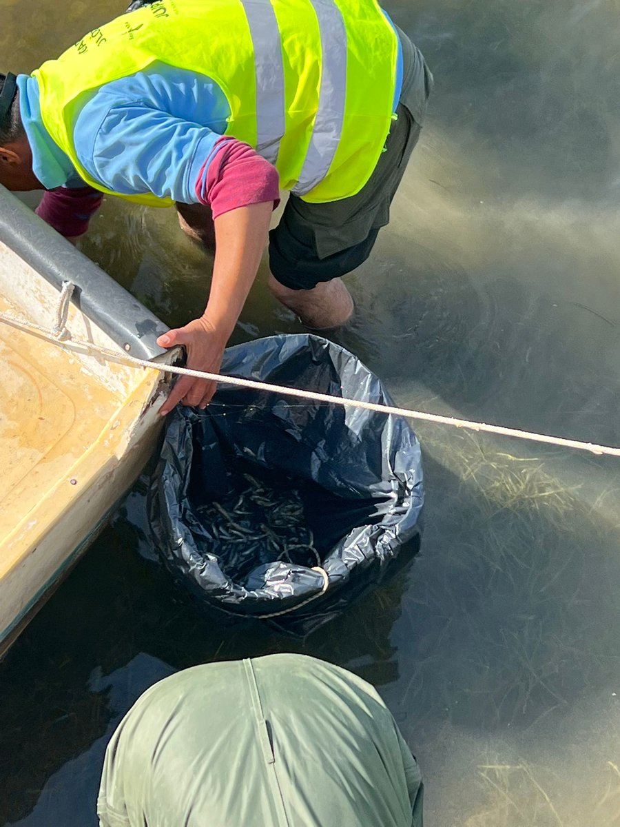 psoesanjavier's tweet photo. Los vecinos del #MarMenor no se merecen un Gobierno Regional que no evita la muerte de peces por contaminación.
#SanJavier no se merece un alcalde que defiende a ese Gobierno Regional
Fotos PSOE de San Javier en #SantiagoddelaRibera hoy https://t.co/RtTFZpIexs