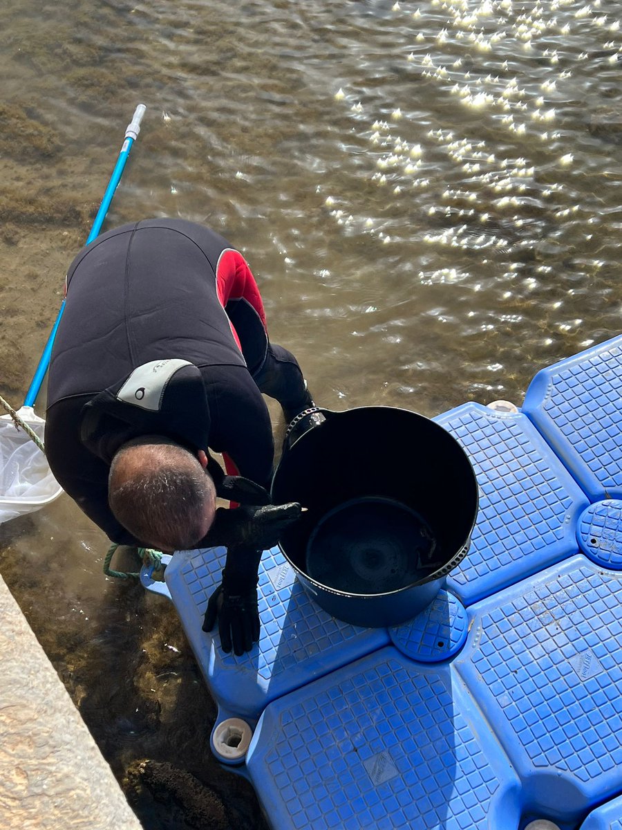 psoesanjavier's tweet photo. Los vecinos del #MarMenor no se merecen un Gobierno Regional que no evita la muerte de peces por contaminación.
#SanJavier no se merece un alcalde que defiende a ese Gobierno Regional
Fotos PSOE de San Javier en #SantiagoddelaRibera hoy https://t.co/RtTFZpIexs