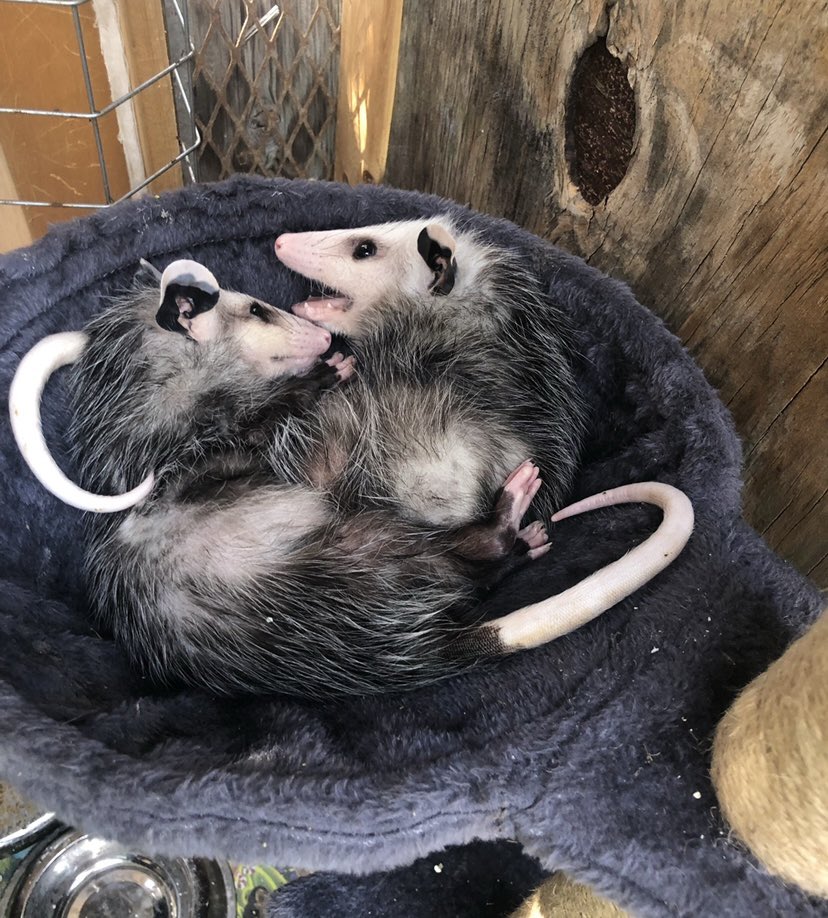 Possumeveryhour.io (@possumeveryhour) on Twitter photo 