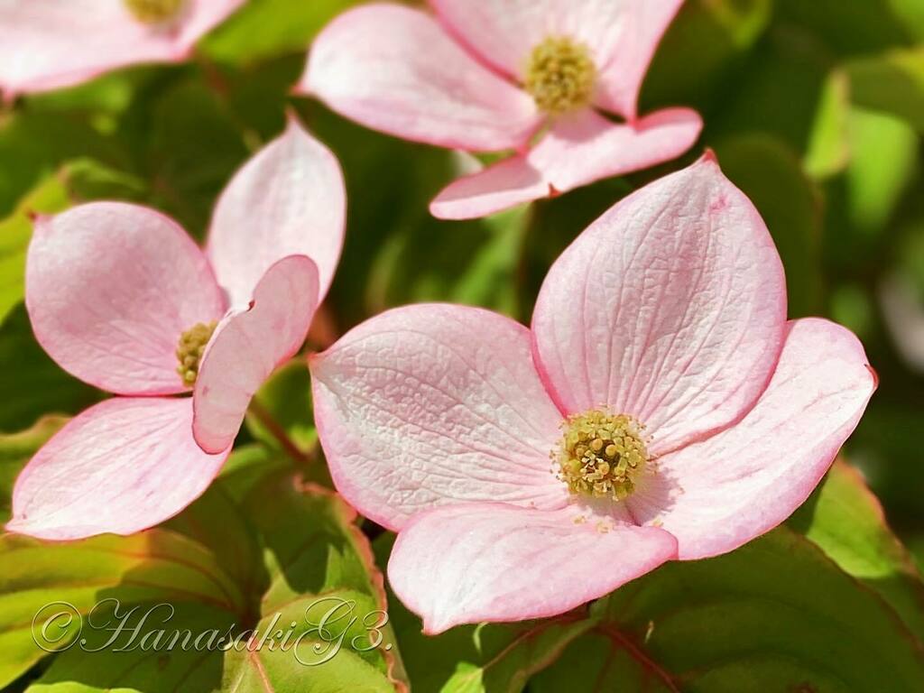 ヤマボウ Twitter Search Twitter