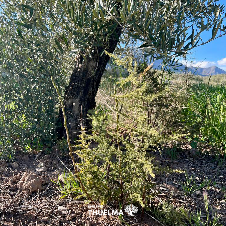tierrasdejaen's tweet photo. Qué sale al pie del #olivo ?Aparte de proveernos con #Aceitedeolivavirgenextra nos da espárragos trigueros silvestres. Son dos cosas que nos da el #campo por estas fechas, es extraordinario ver como se vinculan dos súper alimentos ricos en propiedades y beneficios #FelizMiercoles https://t.co/Fqv0gFTox8