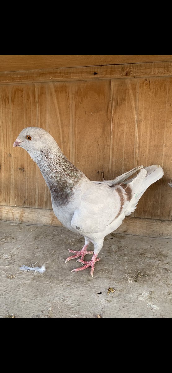 SammanFarm's tweet image. الموقع / الرياض - السلي
زوجين طيور سورية ريحانيات
الحجم ماشاء الله سوبر جامبو
منتجات على الشرط
السوم على العام للصامل مع اضافة رقم جوال
الشرط سرعة الاستلام
يوجد فديوا على الواتساب
يوجد توصيل بمعرفتي وعلى حساب المشتري