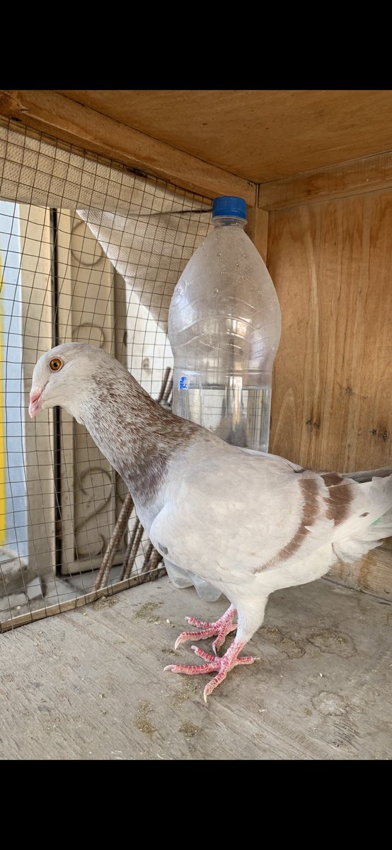 SammanFarm's tweet image. الموقع / الرياض - السلي
زوجين طيور سورية ريحانيات
الحجم ماشاء الله سوبر جامبو
منتجات على الشرط
السوم على العام للصامل مع اضافة رقم جوال
الشرط سرعة الاستلام
يوجد فديوا على الواتساب
يوجد توصيل بمعرفتي وعلى حساب المشتري