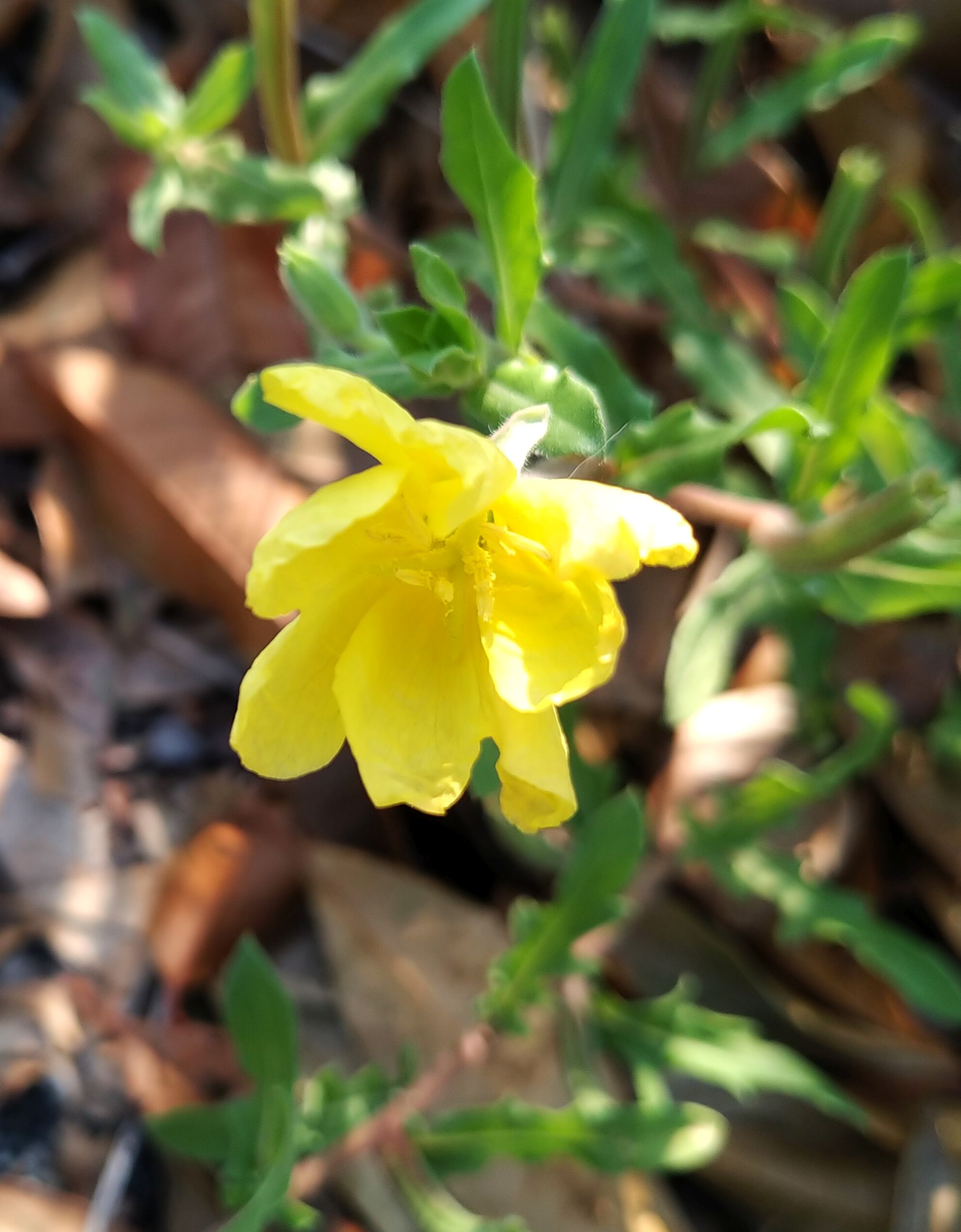 こころんグリーン うちの横の空き地にマツヨイグサが咲いていました 淡い黄色の花が開いています 明るくなってきたので萎み始めています マツヨイグサ 淡い黄色の花 春の花 春 山野草 野草 園芸 ガーデニング 熊本市南区 熊本 T Co