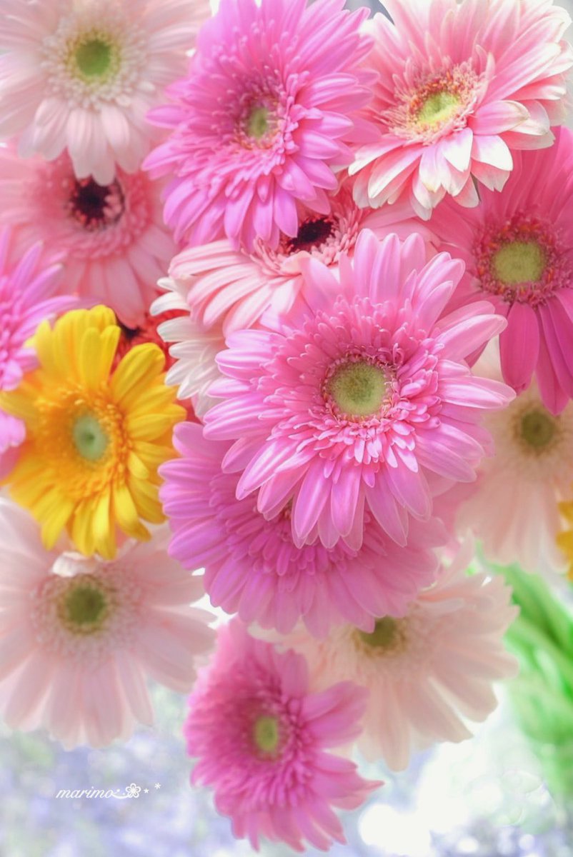 daiちゃん🌸🍀⁎⋆ ✧¨̮見つけて頂き(𖡼´◡`𖡼) ᵃʳⁱᵍᵃᵗᵒ🍀🌸 tweet media