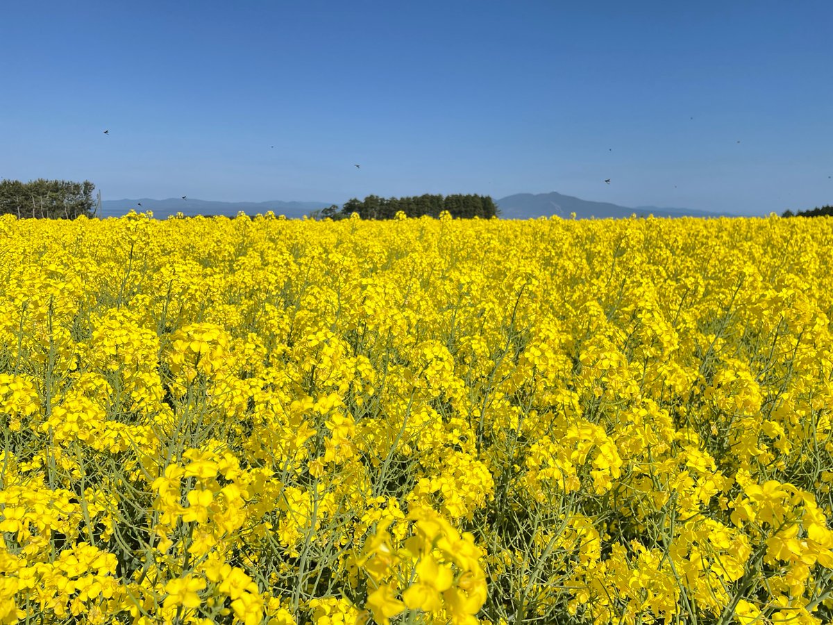 Rab青森放送 公式 5月19日 木 7 40頃 Zip まいあさ生中継ｎｏｗ ニッポン 青森県横浜町から 一面黄色の 菜の花を生中継 橋本莉奈 アナウンサーがたっぷりとご紹介 します ドローンの圧巻映像もありますよ 青森放送 T Co