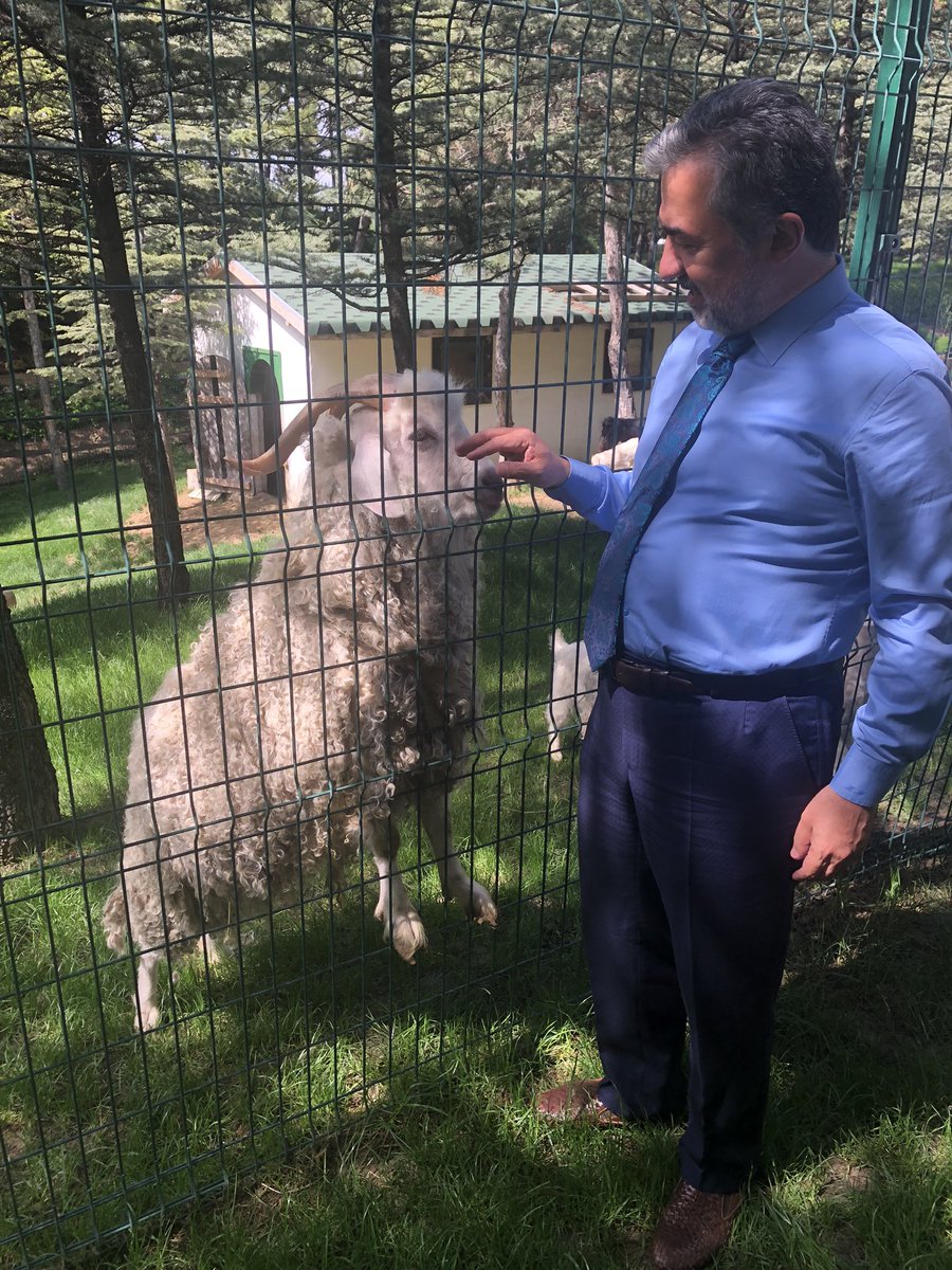 mhamarat52's tweet photo. Keçiler konuştuğum doğrudur. Hele Ankara keçisi ise muhabbete doyum olmuyor 😄 #tiftik #keçi #ankara #çankayaköşkü https://t.co/jIXhivWG2I