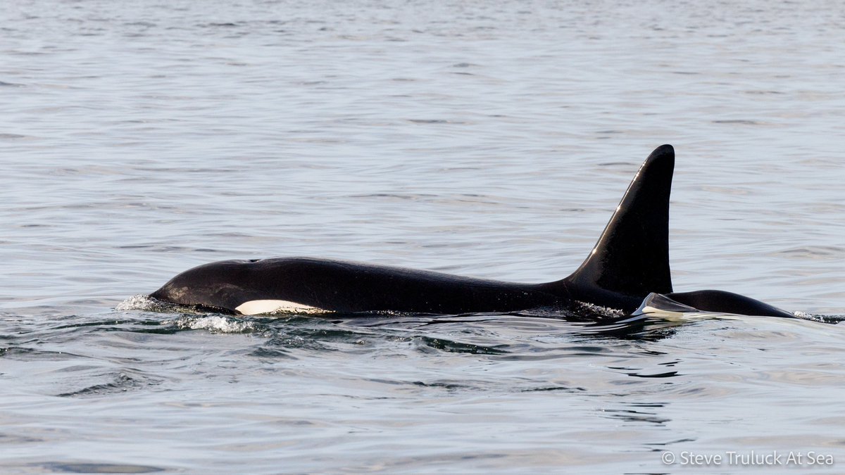 The two bull orcas, Trinkie and Úlfur, who were seen with the 169s pod at Fraserburgh on Saturday and Sunday! Welcome back to Scotland from Iceland boys!🏴󠁧󠁢󠁳󠁣󠁴󠁿🇮🇸🖤🤍