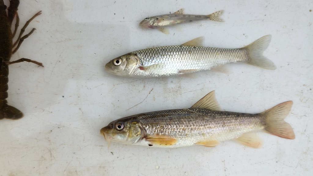 Territoris tweet media