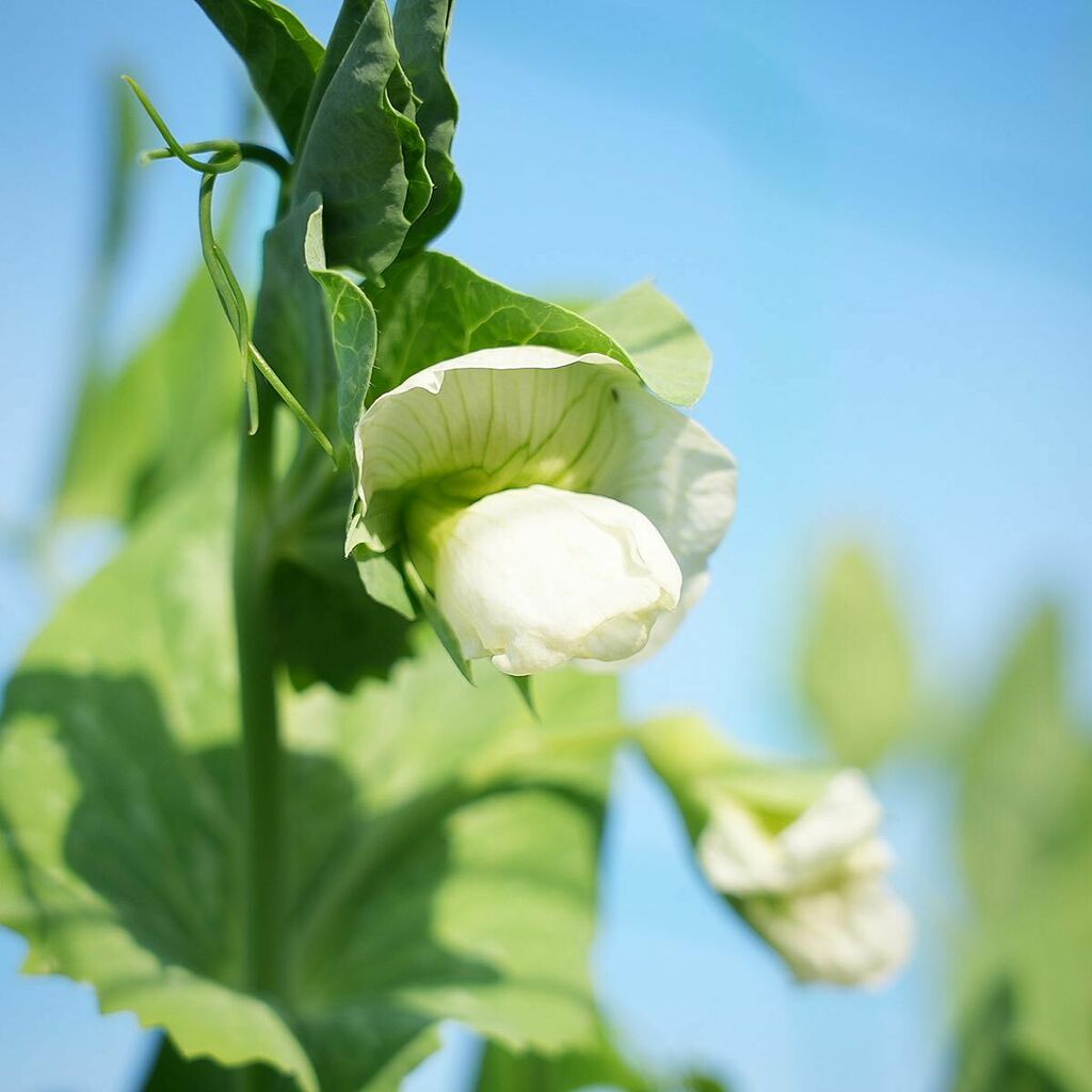 デジ野菜 フルーツスナップエンドウの花 こんな形なんですね フルーツスナップエンドウ フルーツスナップえんどう スナップエンドウの花 スナップエンドウ スナップエンドウ栽培 エンドウの花 エンドウ栽培 えんどうの花 えんどう栽培 すなっ